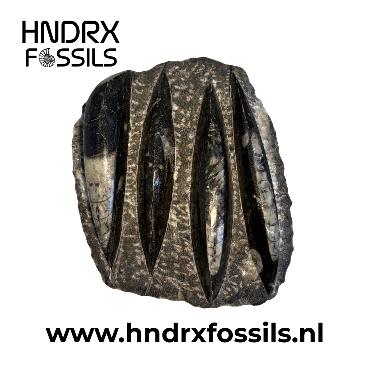 Orthoceras plaat klein 12 x 4 x 14 cm | 703 gram