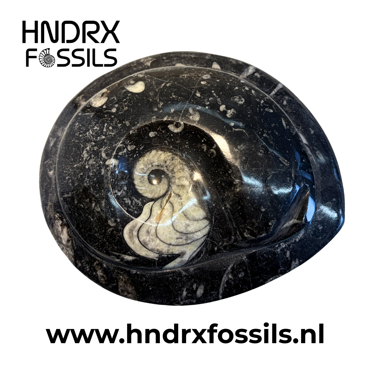 Goniatiet 17 x 4 x 14 cm | 951 gram