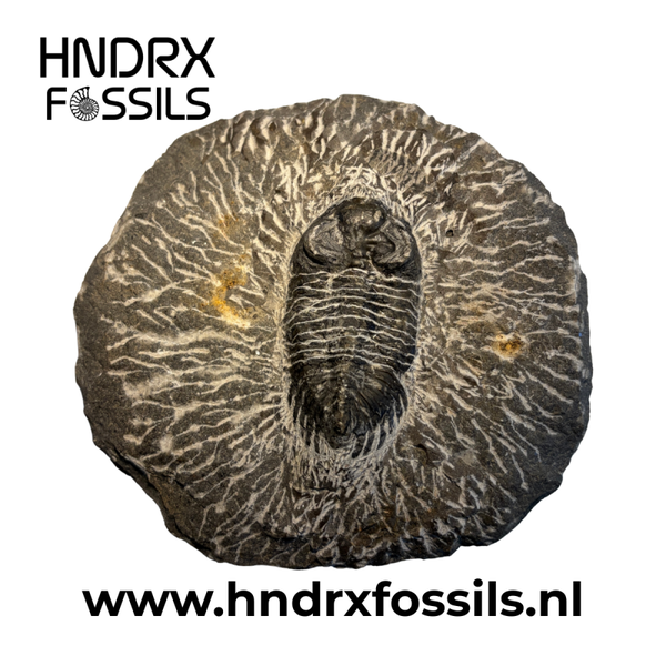 Trilobiet in matrix 13 x 4 x 14 cm | 681 gram