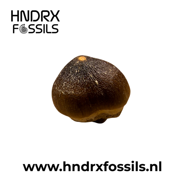 Globidens tand | 23 x 27 x 24 mm