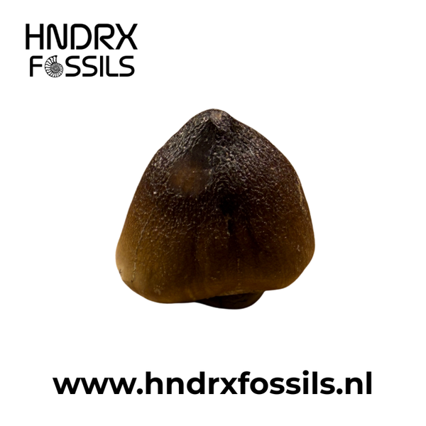 Globidens tand | 26 x 29 x 24 mm