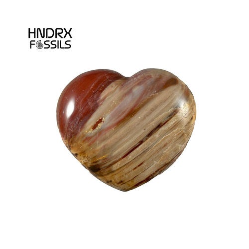 Hart van Versteend Hout 8,5 x 2,5 x 8 cm | 271 gram