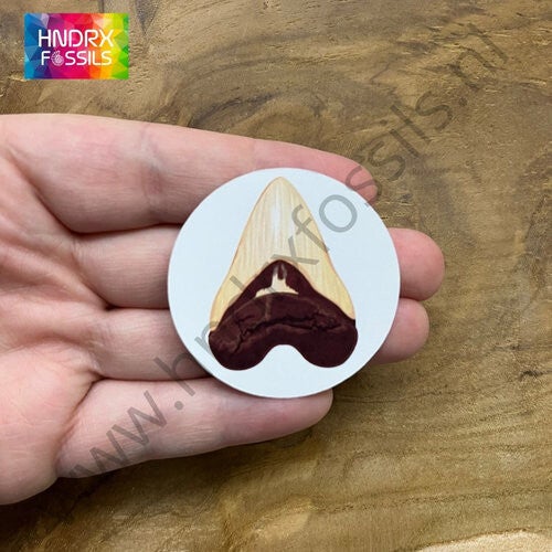 Sticker Haaientand