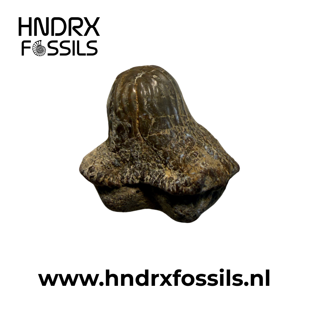 Ptychodus haaientand 17 x 11 x 15 mm