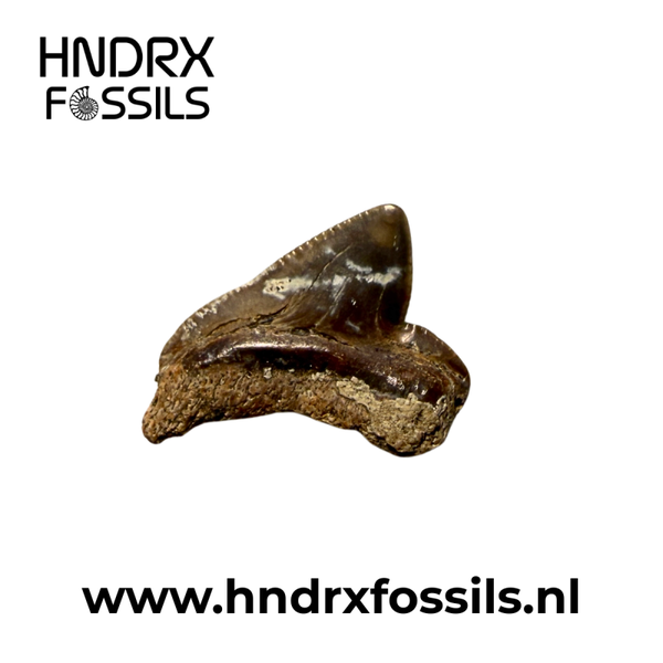 Squalicorax haaientand 9 x 3 x 12 mm