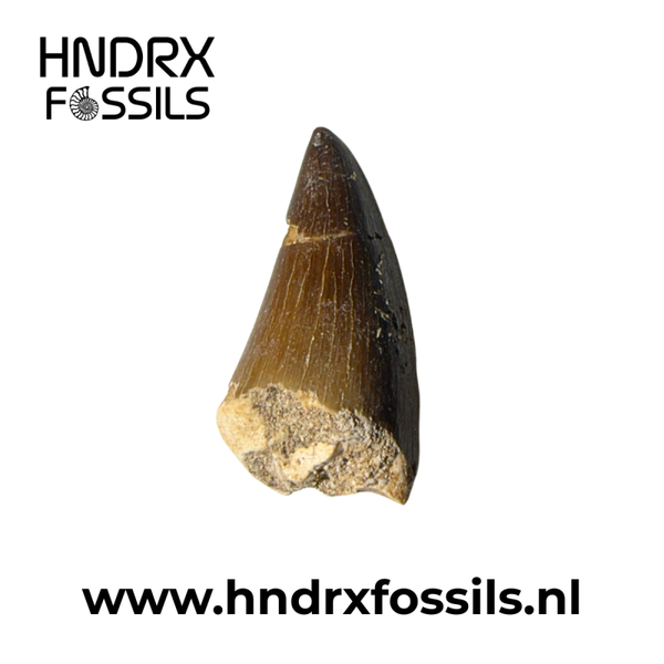 Mosasaurus tand | 30 x 16 x 13 mm