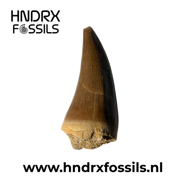 Mosasaurus tand | 34 x 14 x 11 mm