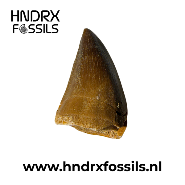 Mosasaurus tand | 29 x 17 x 13 mm