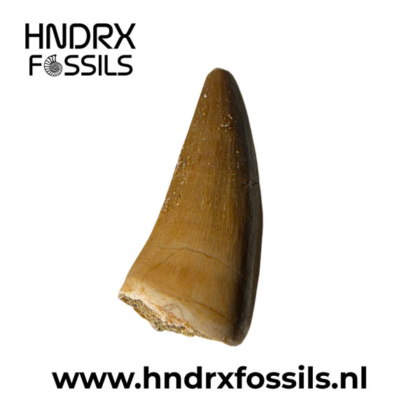 Mosasaurus tand | 30 x 14 x 10 mm