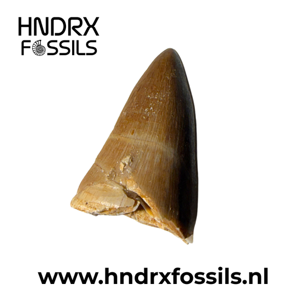 Mosasaurus tand | 28 x 17 x 12 mm