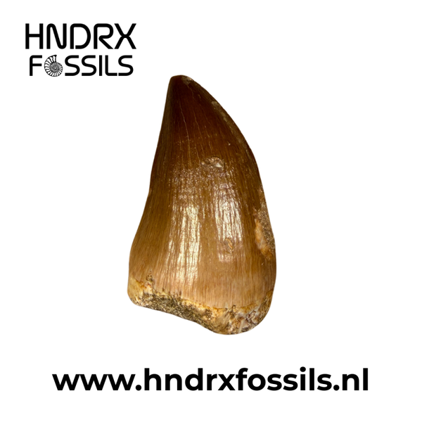 Mosasaurus tand groot | 45 x 26 x 22 mm