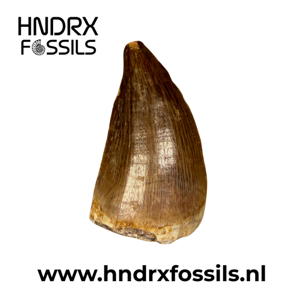 Mosasaurus tand groot | 45 x 28 x 21 mm