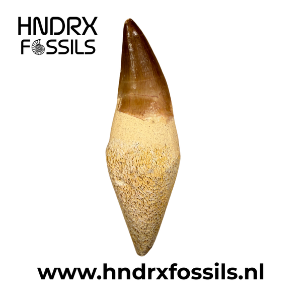 Mosasaurus tand met wortel | 84 x 25 x 22 mm