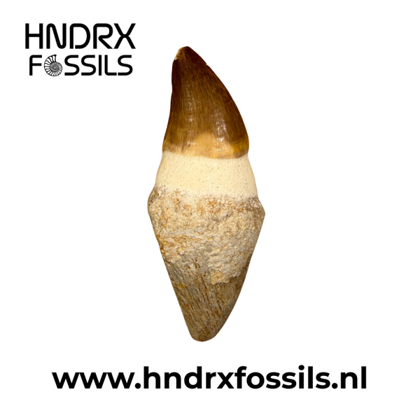 Mosasaurus tand met wortel | 75 x 26 x 24 mm