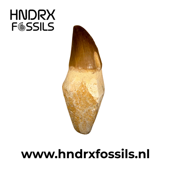 Mosasaurus tand met wortel | 69 x 25 x 20 mm