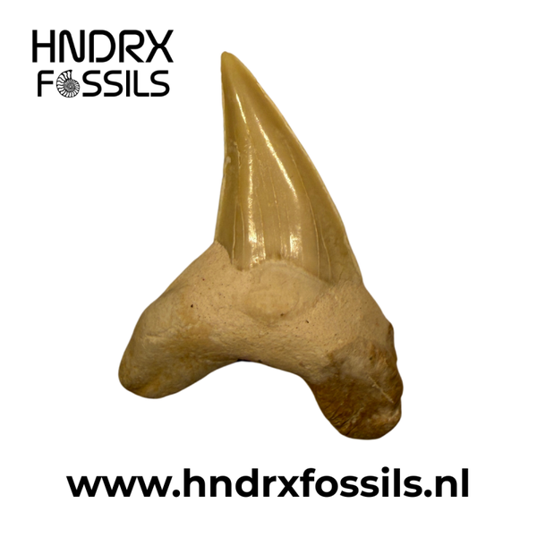 Otodus obliquus haaientand | 48 x 38 x 11 mm