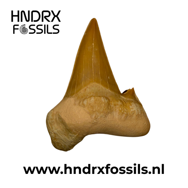 Otodus obliquus haaientand | 48 x 40 x 13 mm