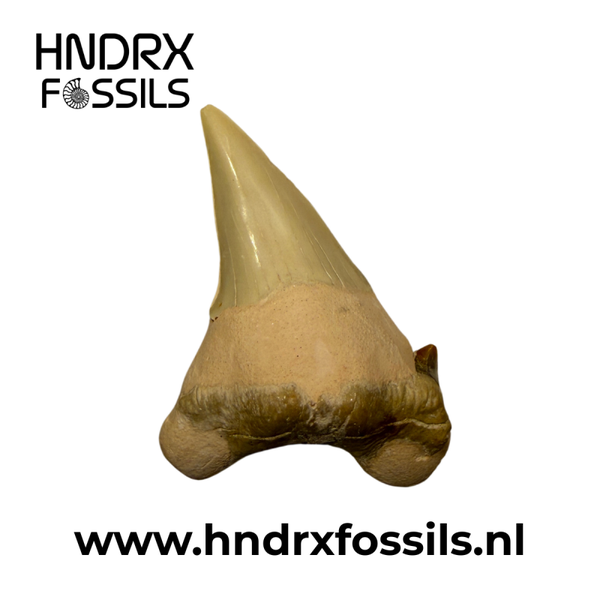 Otodus obliquus haaientand | 50 x 38 x 15 mm