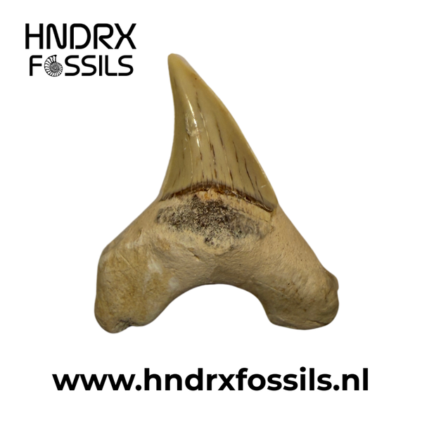 Otodus obliquus haaientand | 47 x 41 x 12 mm