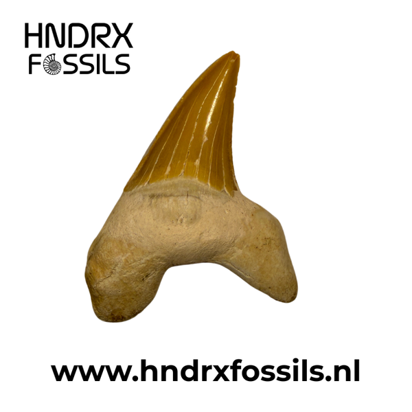 Otodus obliquus haaientand | 46 x 43 x 12 mm