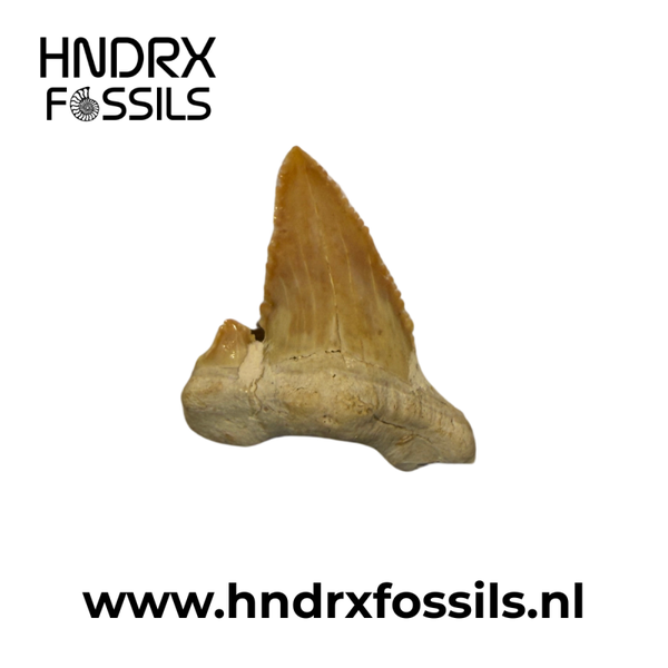 Palaeocarcharodon haaientand | 33 x 32 x 8 mm