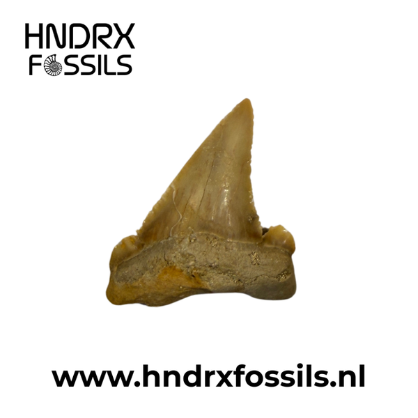 Palaeocarcharodon haaientand | 31 x 29 x 8 mm