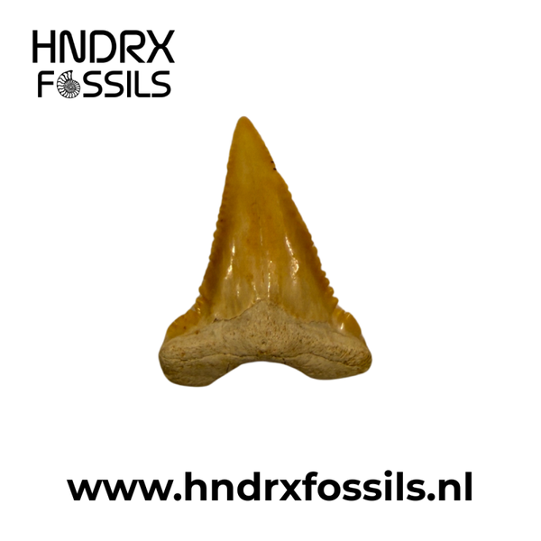 Palaeocarcharodon haaientand | 35 x 23 x 5 mm