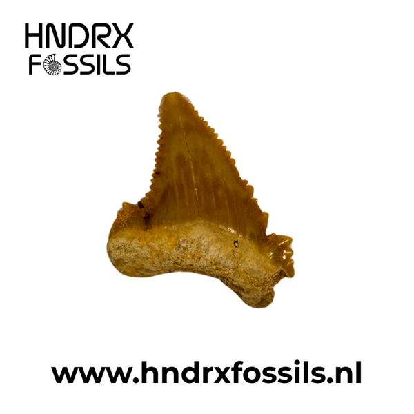 Palaeocarcharodon haaientand | 25 x 24 x 5 mm