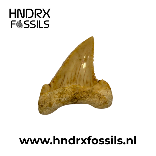 Palaeocarcharodon haaientand | 27 x 27 x 5 mm