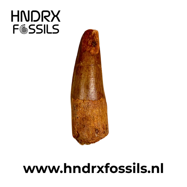 Spinosaurus tand klein A kwaliteit | 36 x 11 x 11 mm