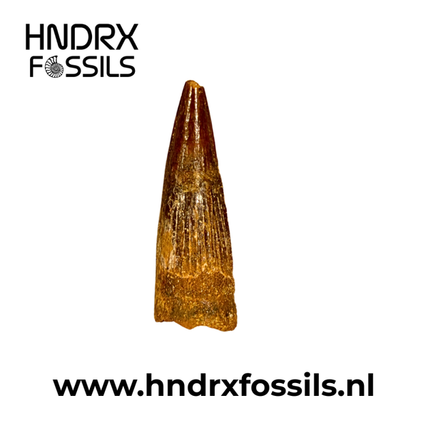 Spinosaurus tand klein A kwaliteit | 35 x 11 x 9 mm