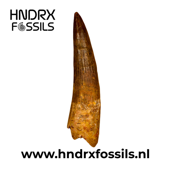 Spinosaurus tand middelgroot A kwalitiet | 80 x 21 x 16 mm
