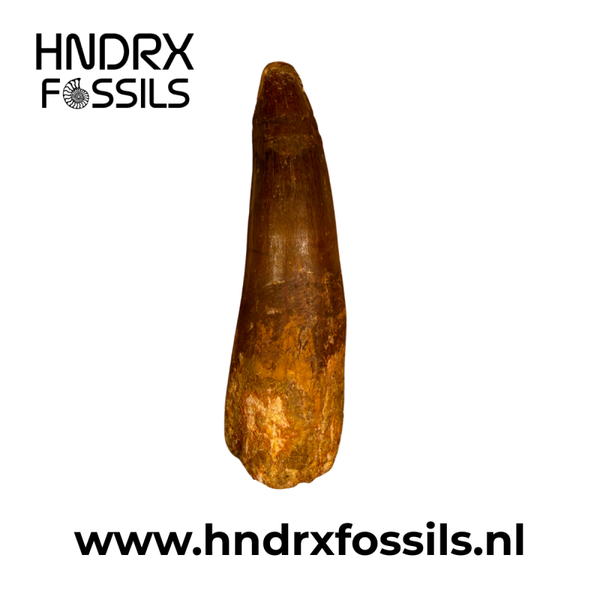 Spinosaurus tand middelgroot A kwaliteit | 70 x 20 x 15 mm