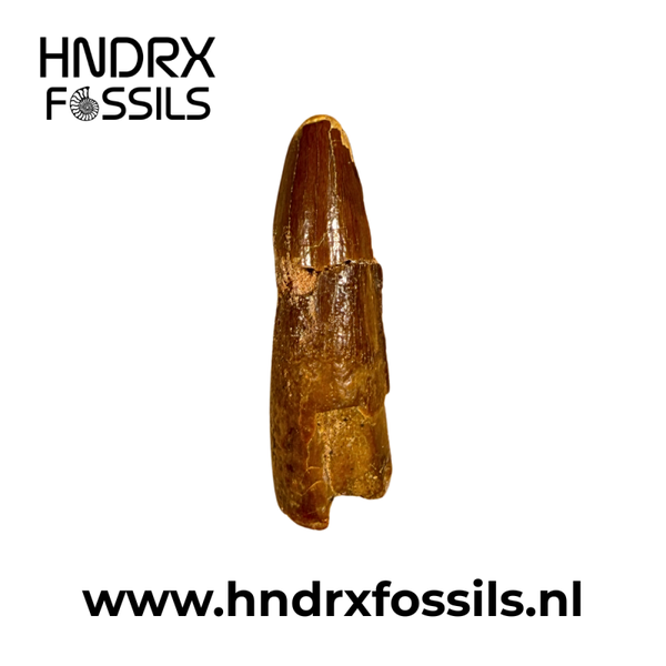 Spinosaurus tand klein B kwaliteit | 37 x 11 x 9 mm