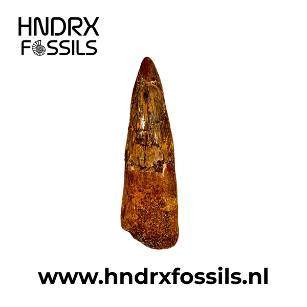 Spinosaurus tand klein B kwaliteit | 40 x 12 x 11 mm
