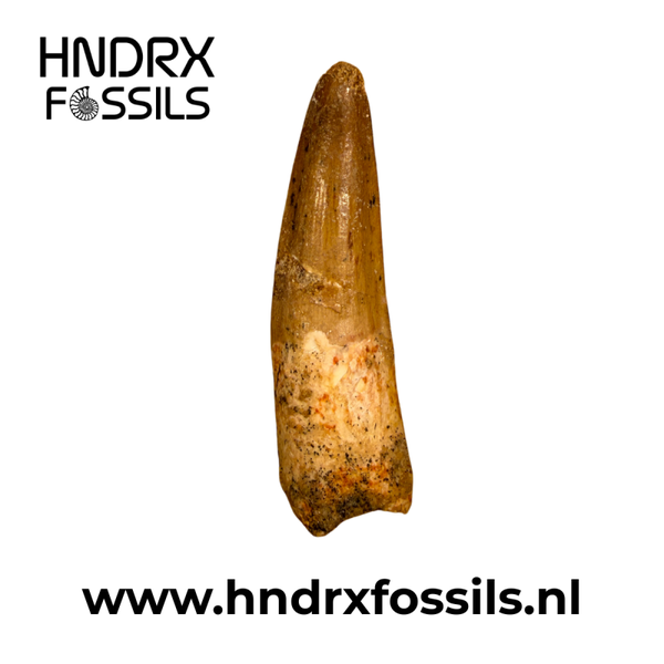 Spinosaurus tand middelgroot B kwaliteit | 53 x 15 x 12 mm
