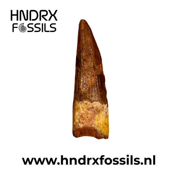 Spinosaurus tand middelgroot B kwaliteit | 57 x 18 x 15 mm
