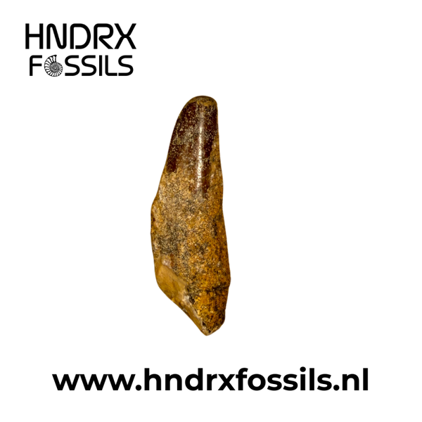 Spinosaurus tand klein C kwaliteit | 47 x 13 x 11 mm