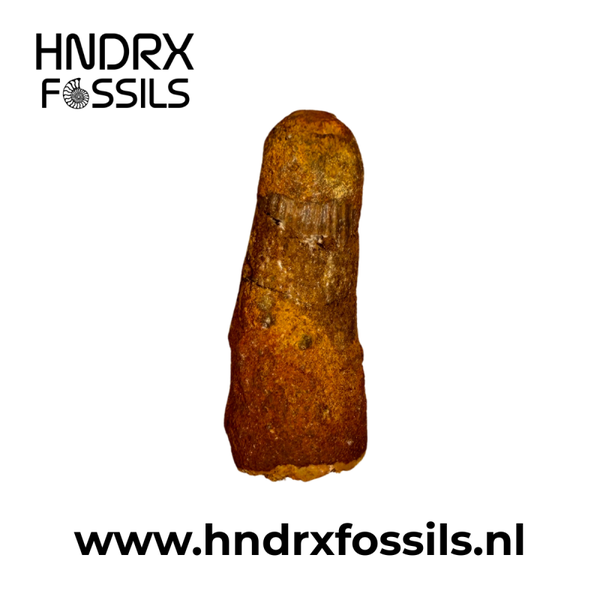 Spinosaurus tand klein C kwalitiet | 43 x 16 x 14 mm