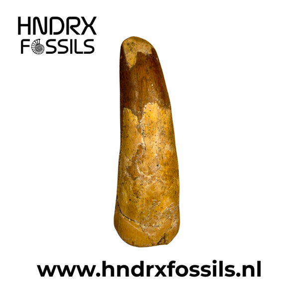 Spinosaurus tand middelgroot C kwaliteit | 60 x 23 x 18 mm