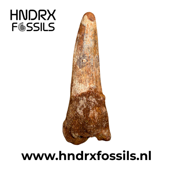Spinosaurus tand middelgroot C kwaliteit | 71 x 24 x 17 mm