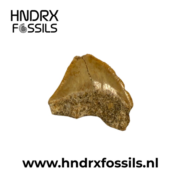 Squalicorax pristodontus haaientand | 23 x 23 x 5 mm
