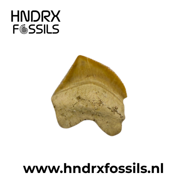 Squalicorax pristodontus haaientand | 21 x 21 x 4 mm