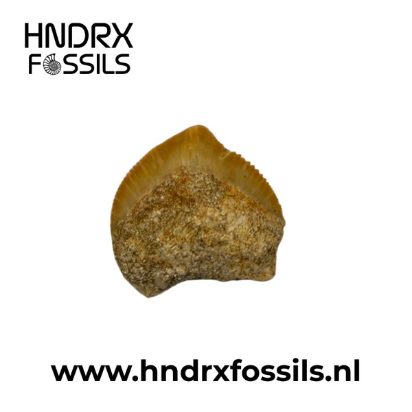 Squalicorax pristodontus haaientand | 21 x 23 x 5 mm