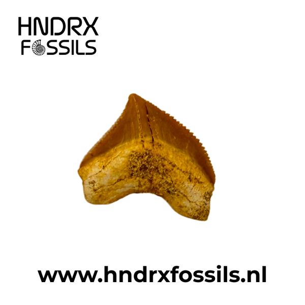 Squalicorax pristodontus haaientand | 17 x 21 x 5 mm