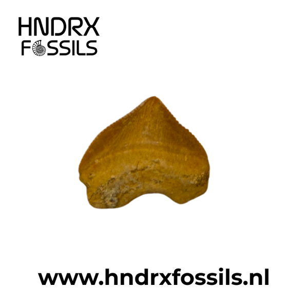 Squalicorax pristodontus haaientand | 18 x 21 x 4 mm