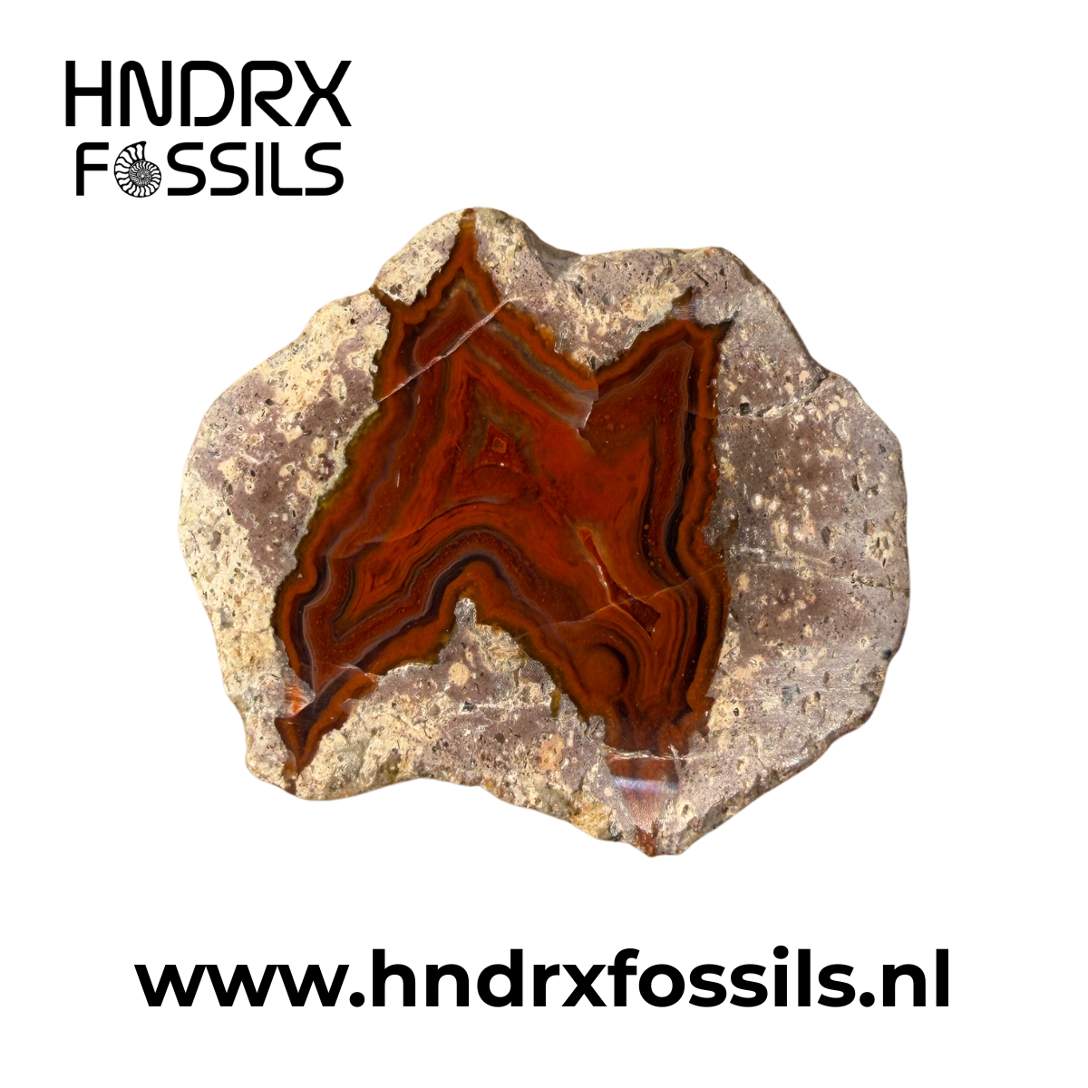 Agaat Thunderegg 5,5 x 1,2 x 5 cm | 40 gram