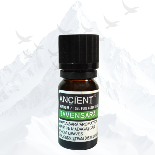 Ravensara Etherische Olie Ancient Wisdom - 3290