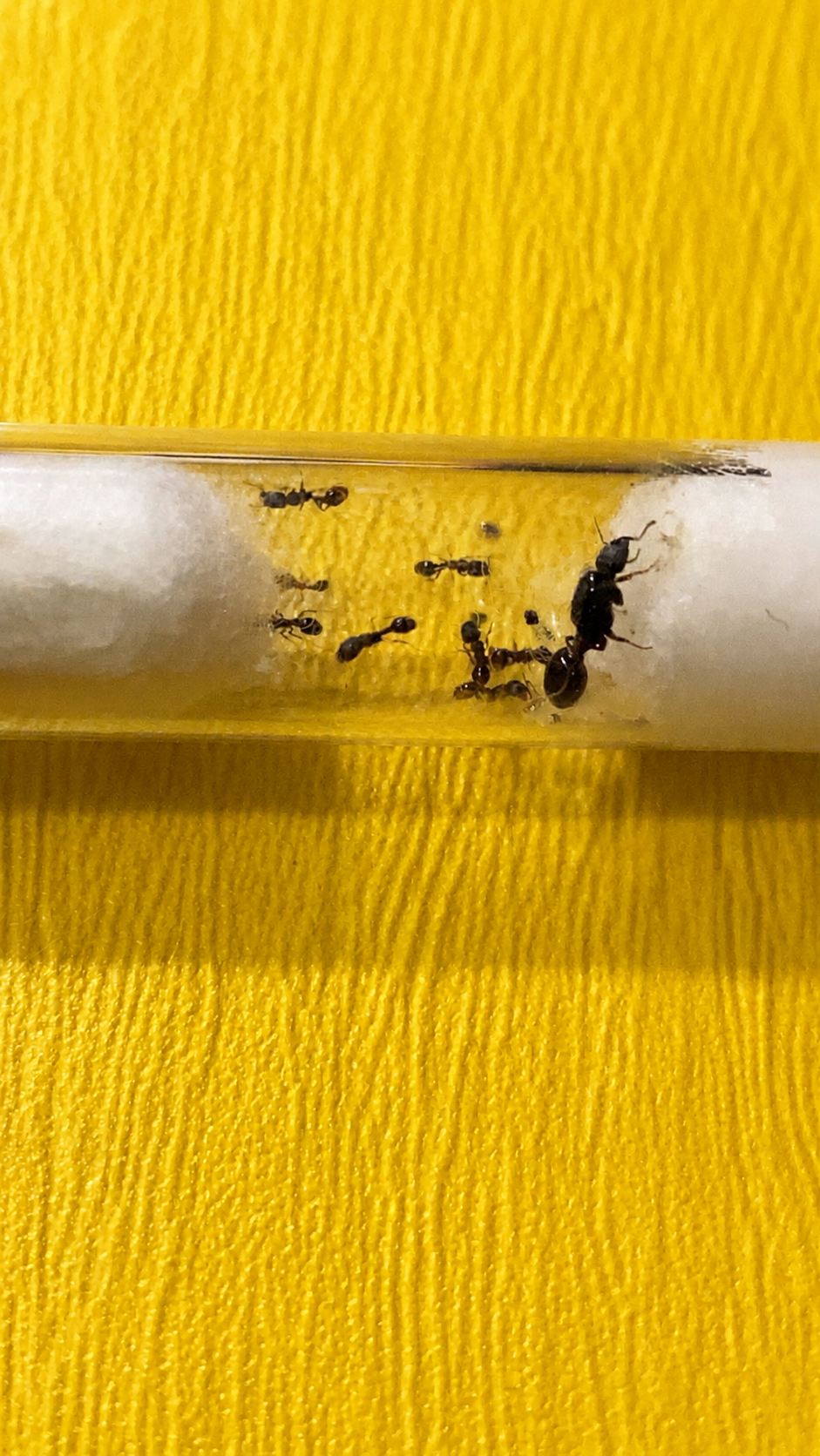 Tetramorium caespitum koningin met 1-5 werksters