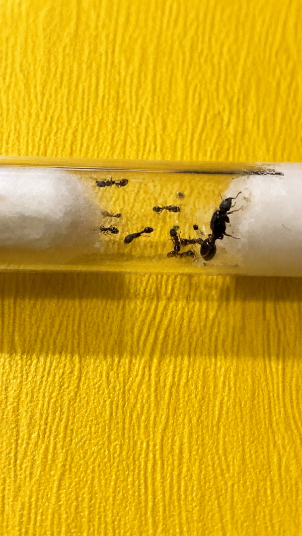Tetramorium caespitum koningin met 1-5 werksters